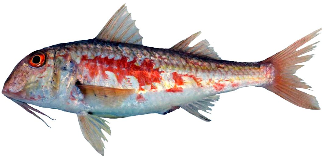 Mullus barbatus_03